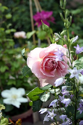 ピンク・フレンチレース