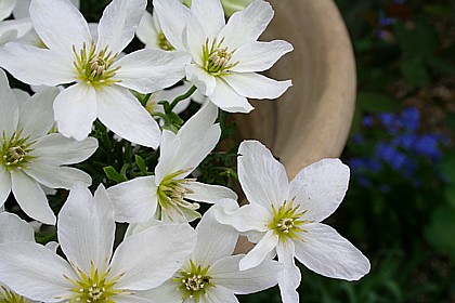 カルトマニージョー