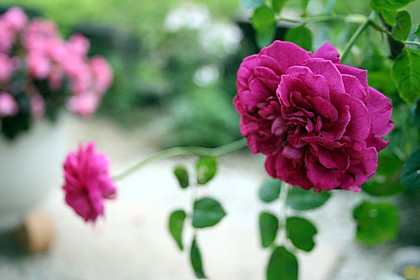 ウイリアム・シェークスピア・2000