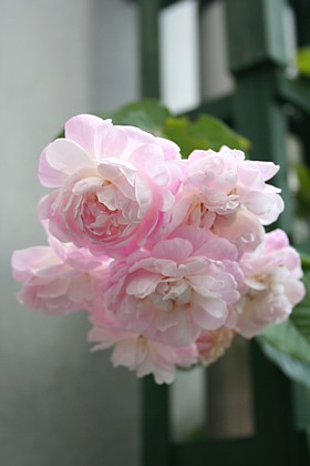 また逢う日まで な薔薇 スペクタビリス Rom 111 Website 楽天ブログ また逢う日まで な薔薇 スペクタビリス Rom 111 Website 楽天ブログ