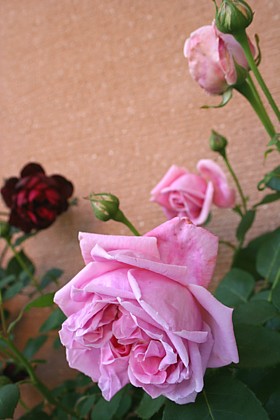 マダムカロリンテストゥー