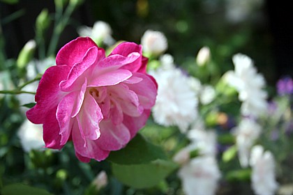 ソフィーズ・パーペチュアル