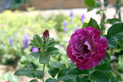 ワイルド・ブルー・ヨンダー