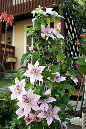 ピンク・ファンタジー