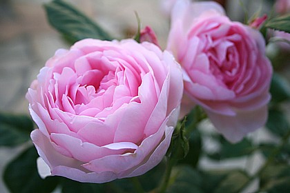 セプタード・アイル