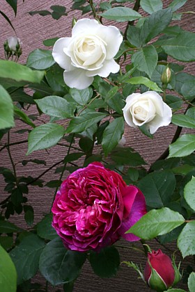 オセロとアイスバーグ