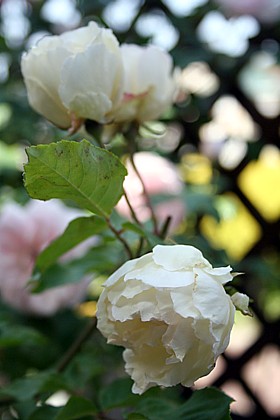 ホワイト・デュセスド・ブラバン　春