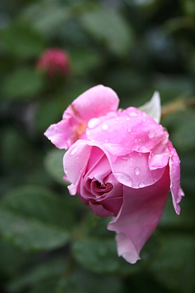 スプリット・オブ・フリーダム