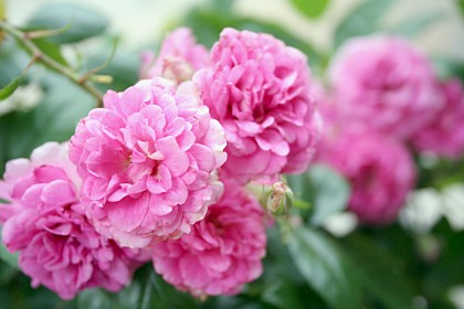 ウィーピング・チャイナドール