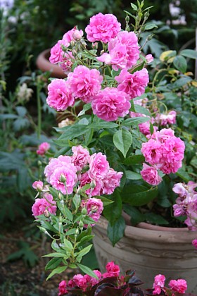 ウィーピング・チャイナドール