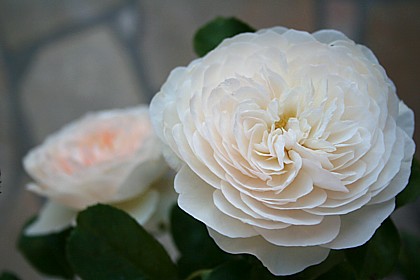 ルドロウ・キャッスル　夏