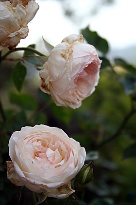 ホワイト・デュセスド・ブラバン　夏