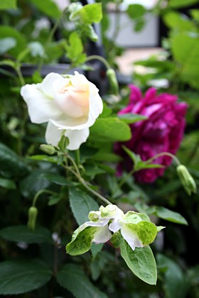 オベリスク☆薔薇とクレマ