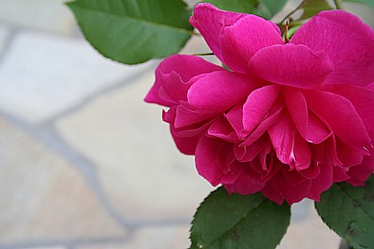 モンテリエール