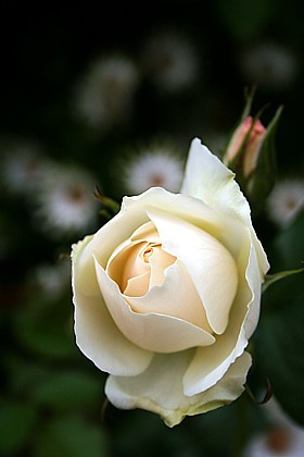 エーデルワイス