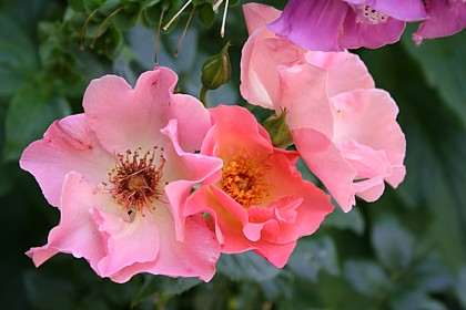 サマー・ワイン