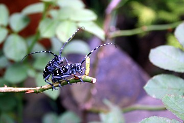 カミキリ