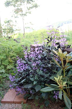 プレクトランサス・モナ　ラベンダー