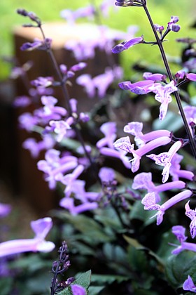 プレクトランサス・モナ　ラベンダー