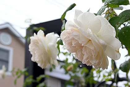 セバスチャン・クナイプ