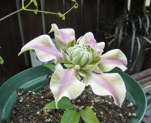 ジョセフィーヌ