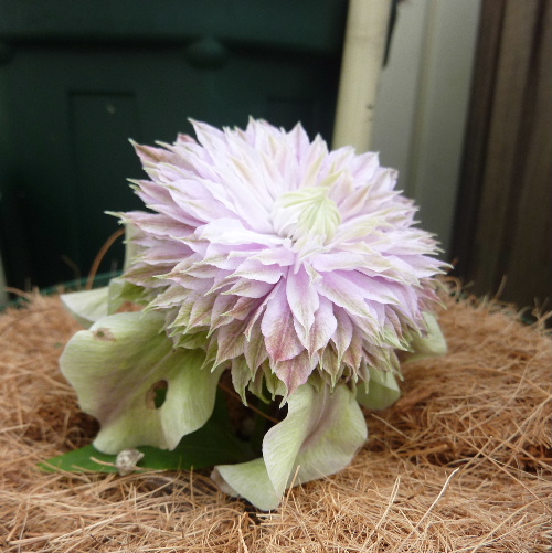 ジョセフィーヌ