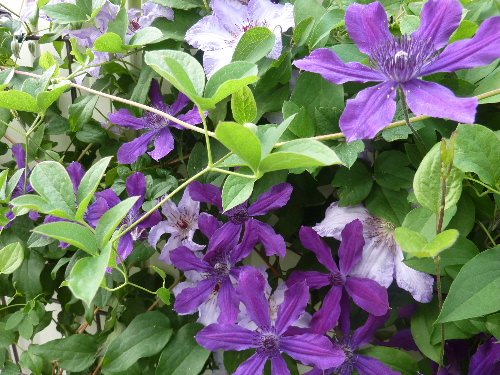 エレガフミナ&エクストラ