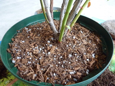 2011秋　植替え4.JPG