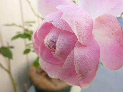 2009.12.29.JPG