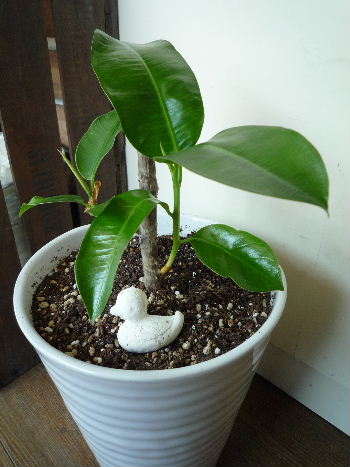 ゴムの木植え替え！.JPG