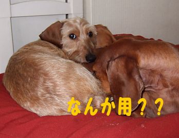 なんか用？