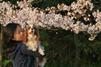 桜 with 私