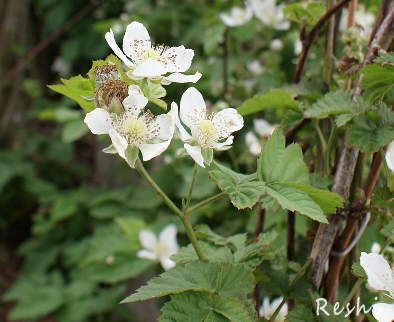 ブラックベリーの花