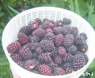 ブラックベリー