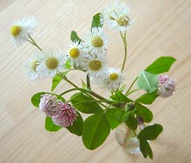 次男が花をくれました♪