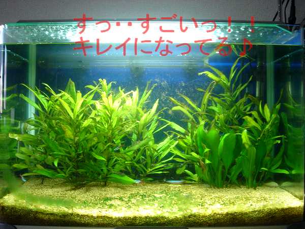 03-07　オトシン入れた次の朝