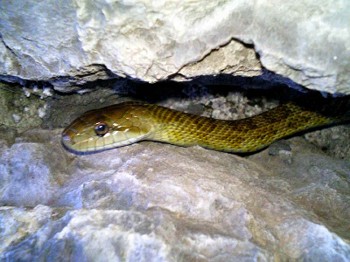 アオダイショウくん横