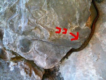 アオダイショウくん全身