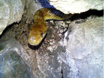 アオダイショウくん正面