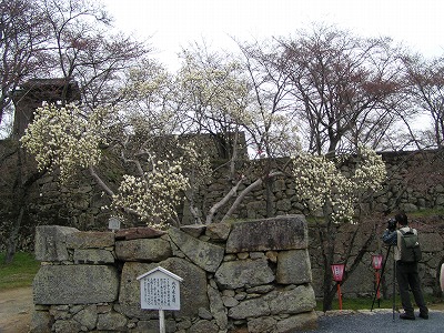 こぶしの花