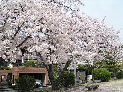 公園の桜