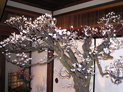 盆梅展４