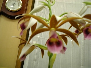 かくちょう蘭・３