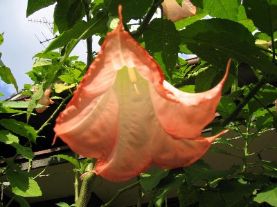 エンジェルトランペット