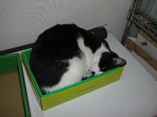 捨てられ猫ごっこ