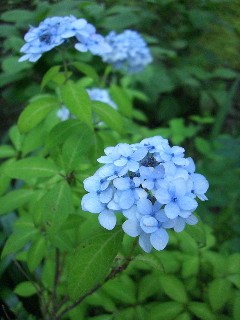 明月院　山あじさい