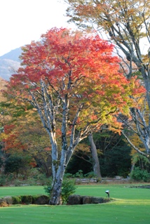 ラリックの紅葉