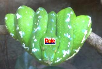 まだ、食べごろじゃないですね・・・この色。