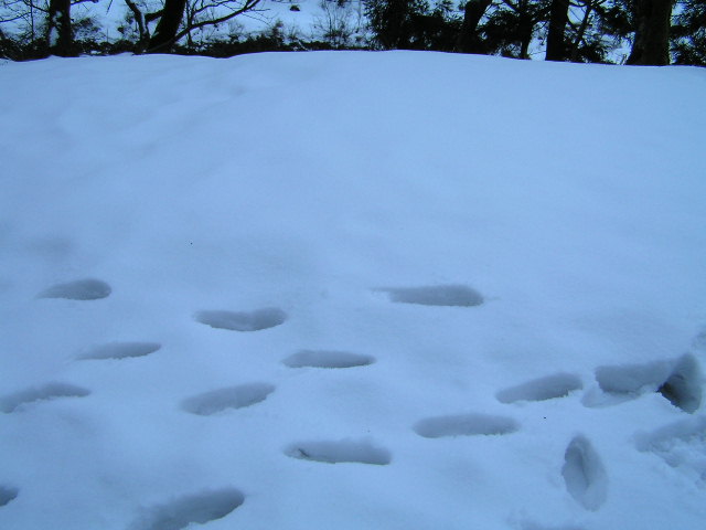 小川温泉雪