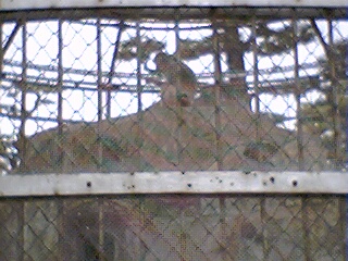 岸和田城番外編（サル）